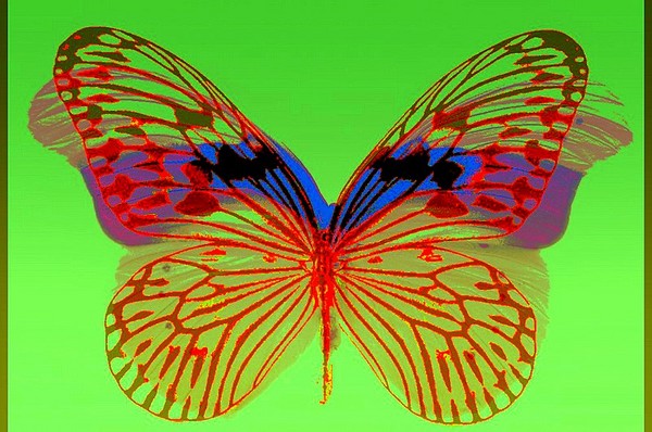 Beautiful Butterfly collage