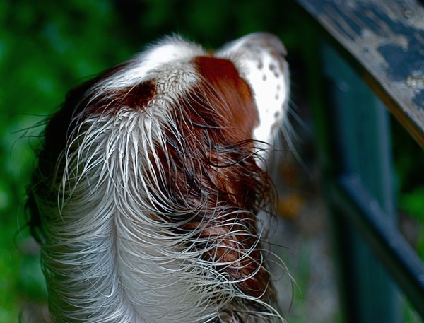 Molly Meditating on Sacred Bridge
