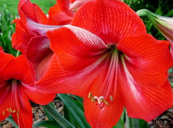 Amaryllis By Morning