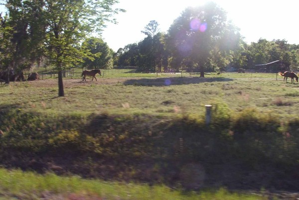 A plow horse calling it a day