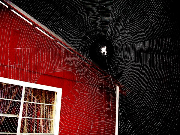 Night Spidey At The Camphouse
