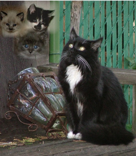 Middy And Her Kittens
