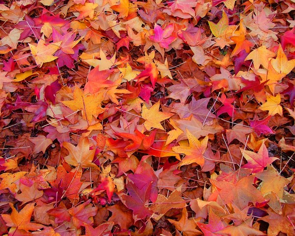 Leaves On The Ground
