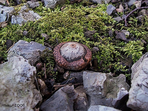 acorn