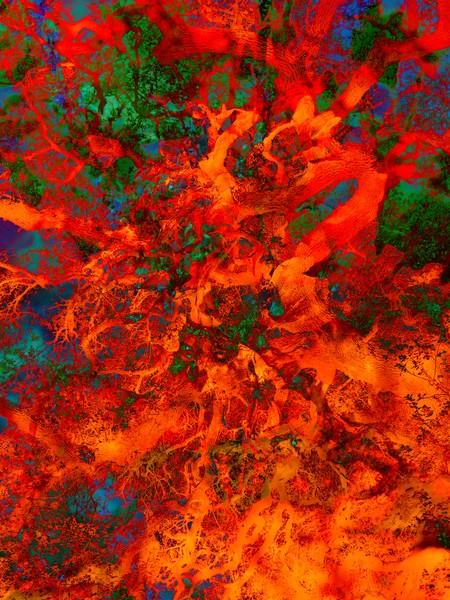 Organic Matter