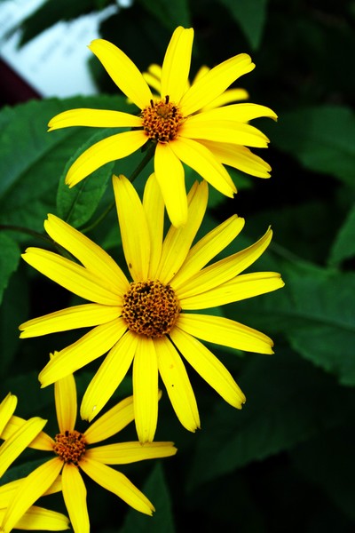 black eyed susan