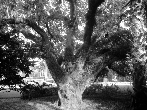 Old oak