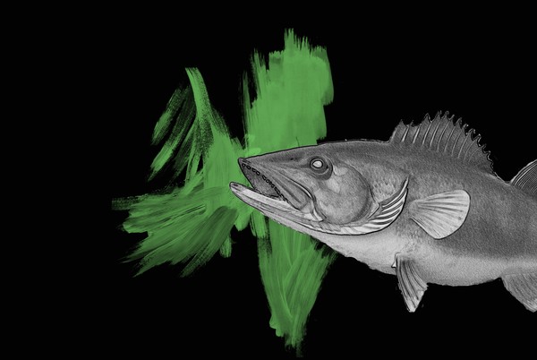Bass