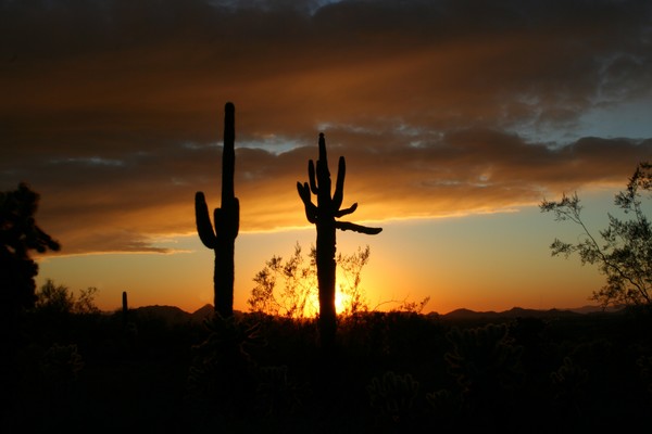 Saguaro Sunset
