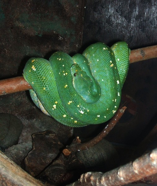 Green Python at Cheyenne Mountain Zoo