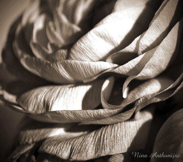 Monochrome Silk Petals