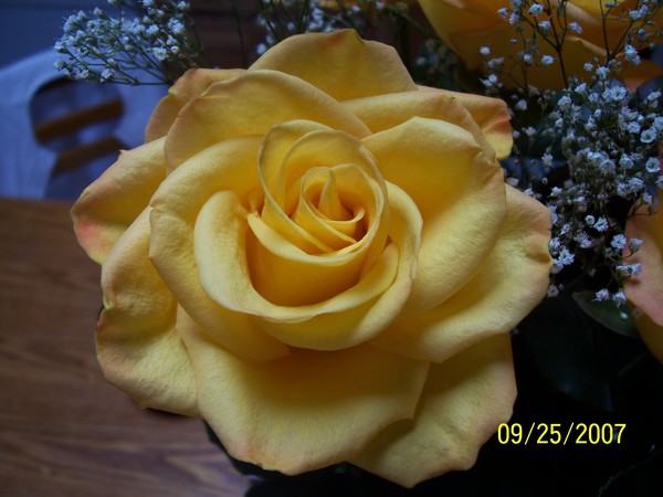 Single rose