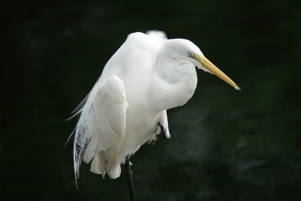 SNOWY EGRET 6