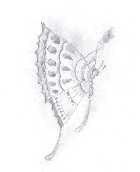 flutter fly