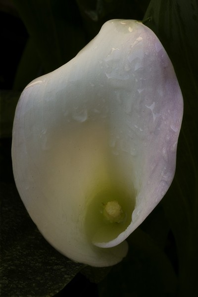 White Flame