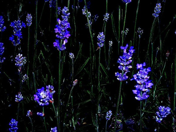 Fairy Garden Lights