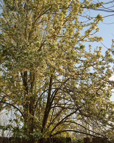 PEAR TREE IN BLOOM - 2509
