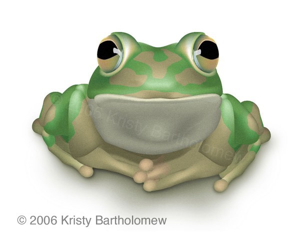 Frog