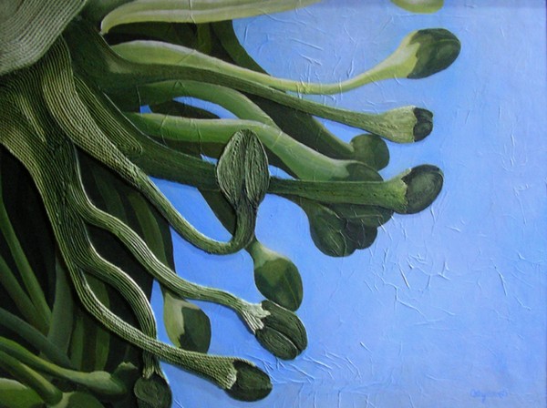 Broccenis