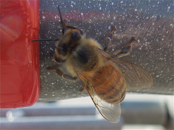 Little Bee