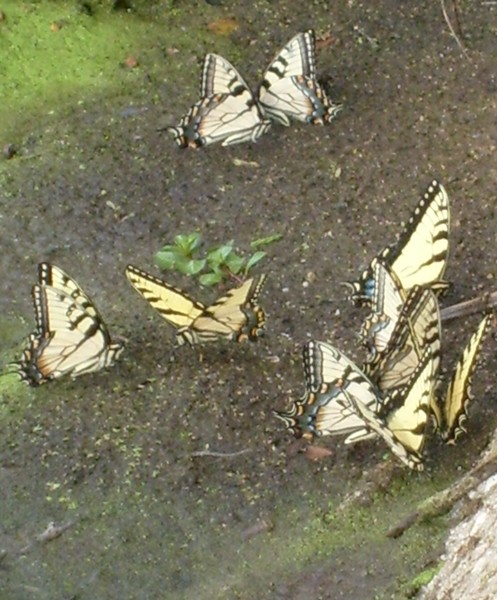 Butterfly watering hole