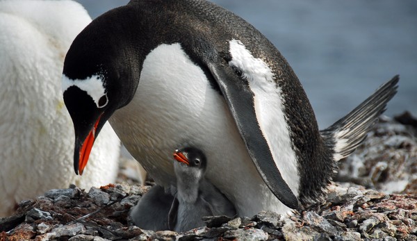 Chinstrap Pinguins,Antarctica, December 2008