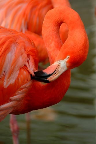Flamingo 2