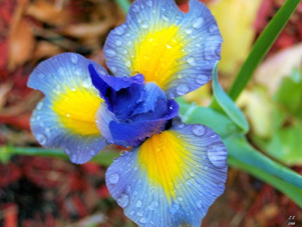 After The Rain 5