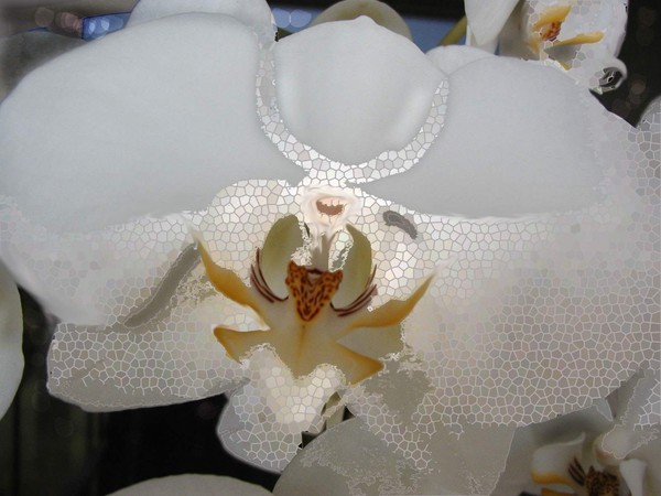 Lalique Orchid