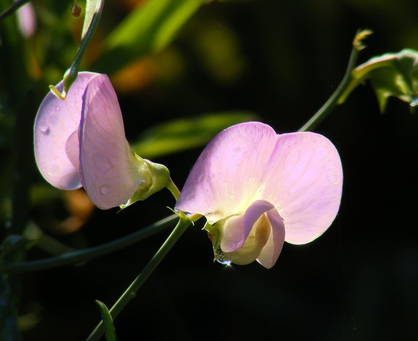 Angel's Tongue