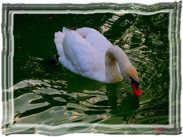 Swan lake