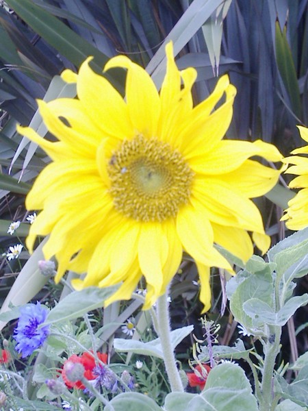 Sunflower