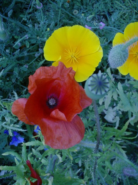 wildflowers