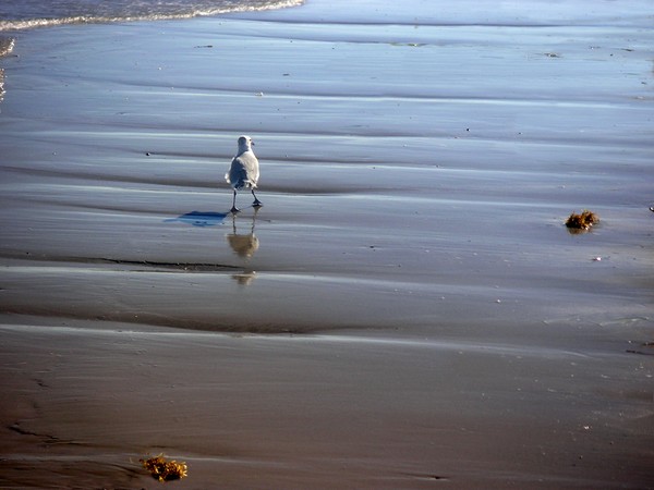 Being One With The Gulf - Escaping