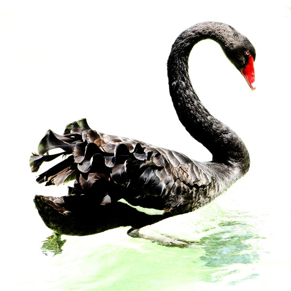 Black Swan
