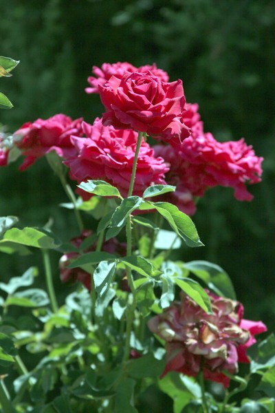 Reaching for the sun...