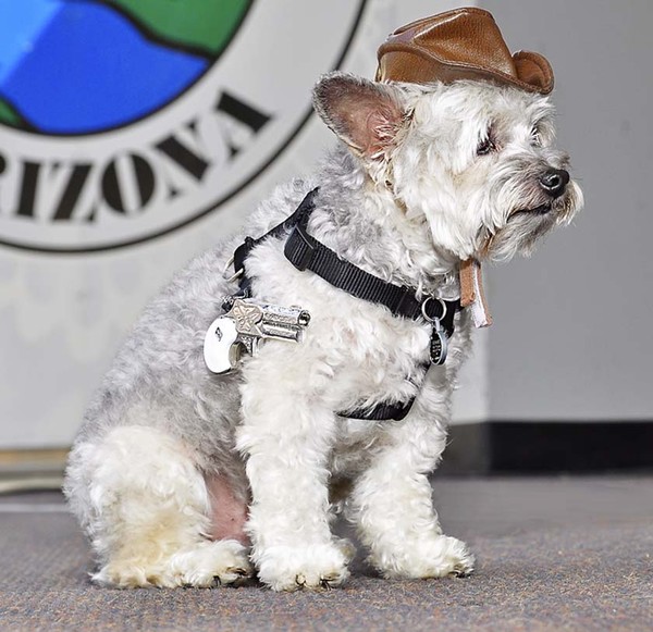 Highland Terrier Cowboy copy