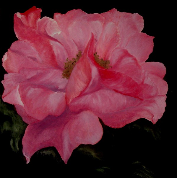 Mature Rose
