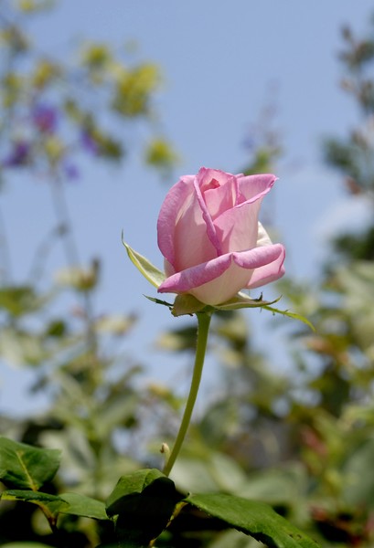 Rose Bud