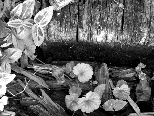 Railroad Ties