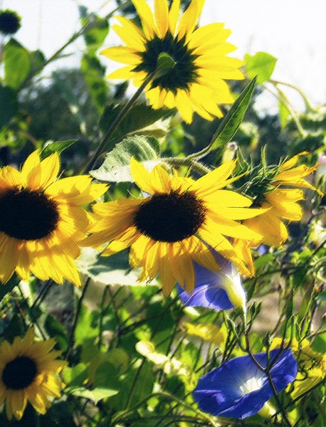 Sunflower02
