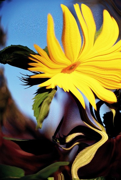 Psychedelic Sunflower