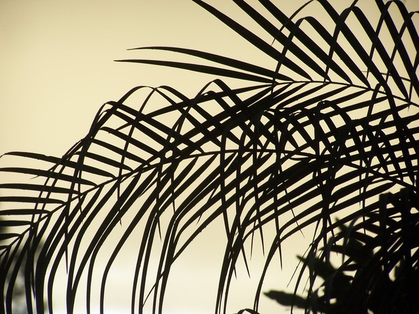 Palm