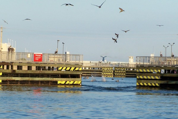 Pelicans taking the plunge