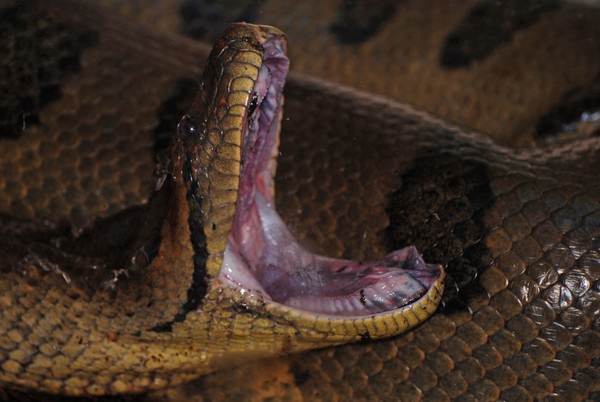 Yawning Anaconda
