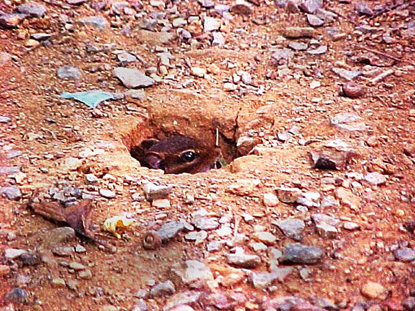 Chip and Dell Nesting