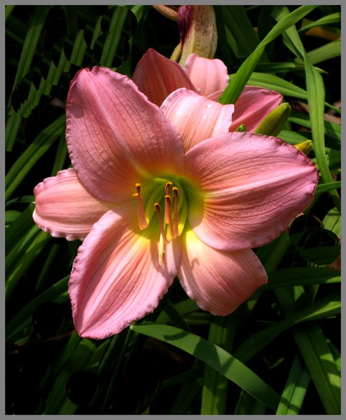 PINK BLOSSOM