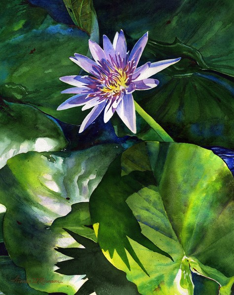 Edye's Water Lily