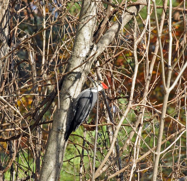 Pileated Woodpecker 2