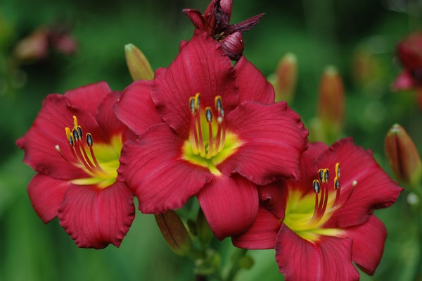 Day Lily's
